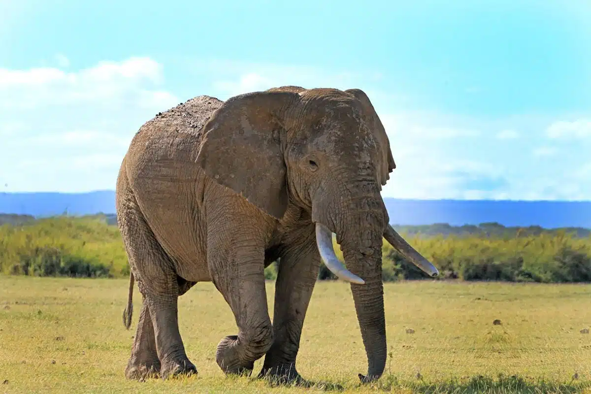 safari animaux